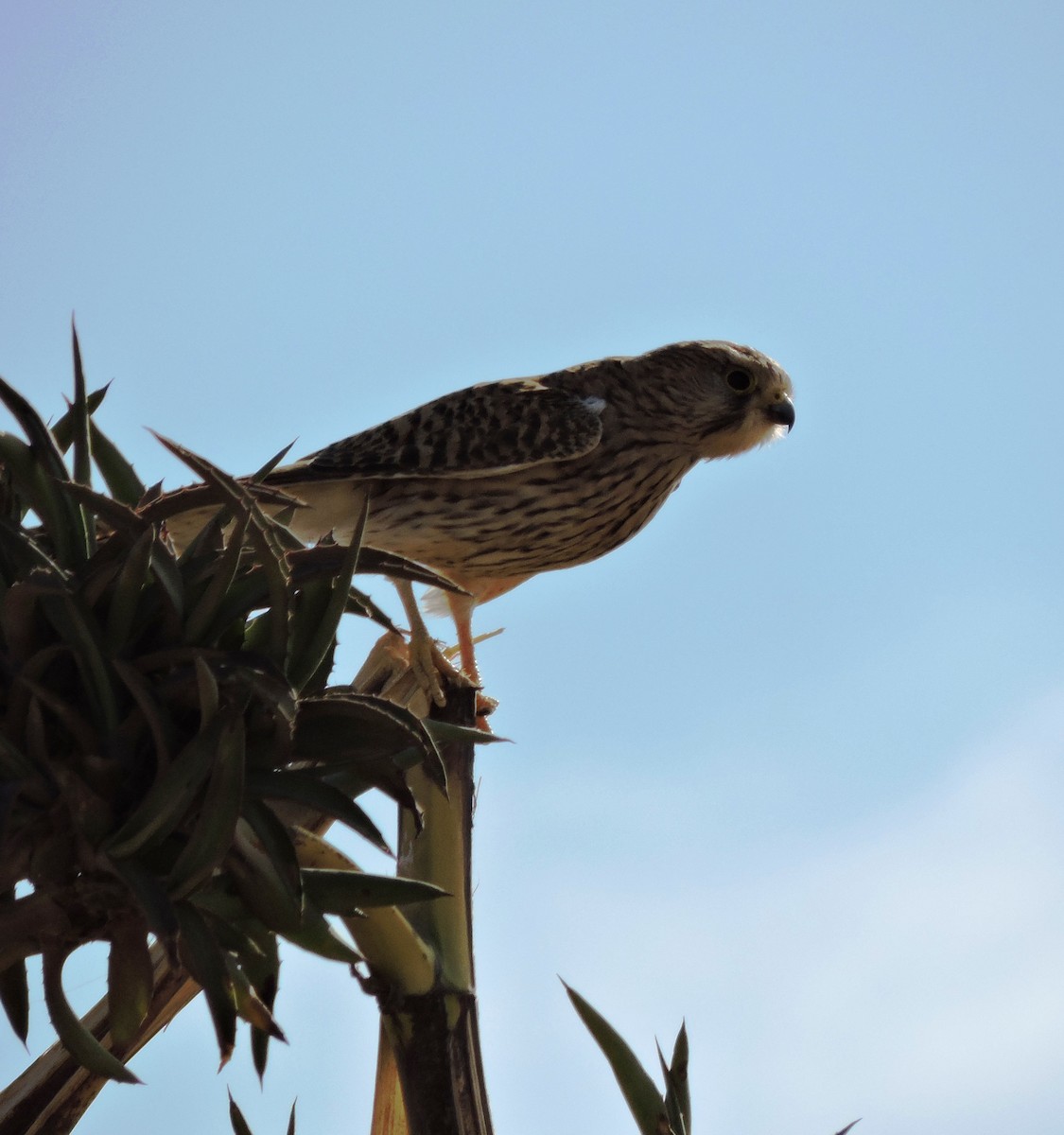 Eurasian Kestrel - ML620823455