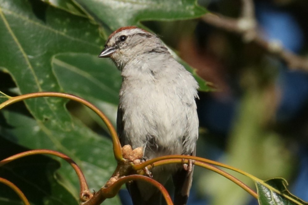 Chipping Sparrow - ML620823458