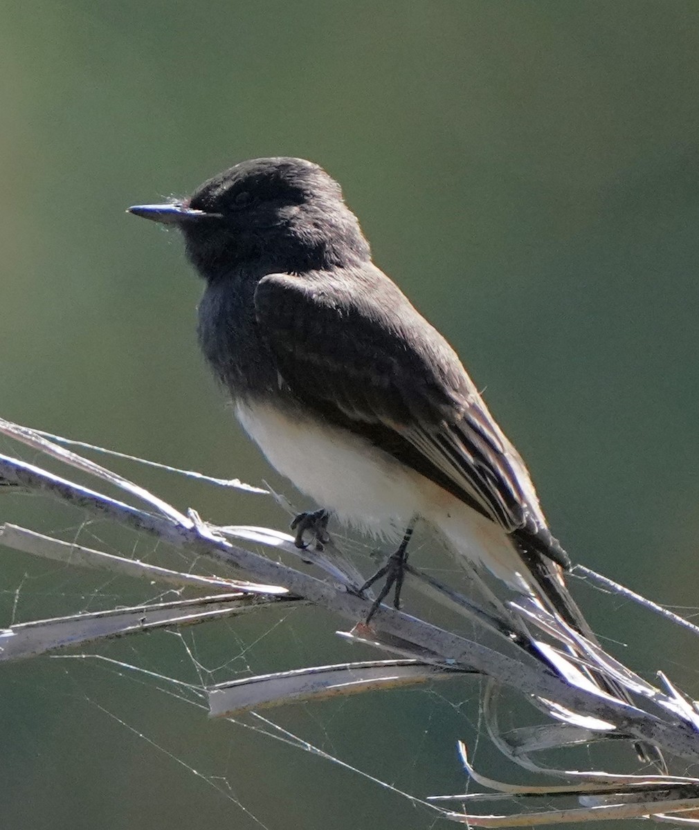 Black Phoebe - ML620823460