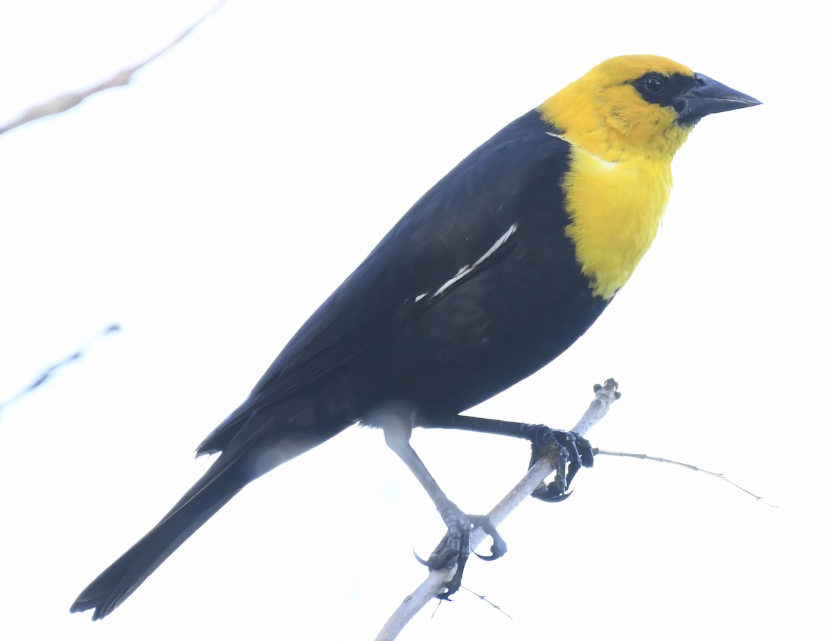 Yellow-headed Blackbird - ML620823461