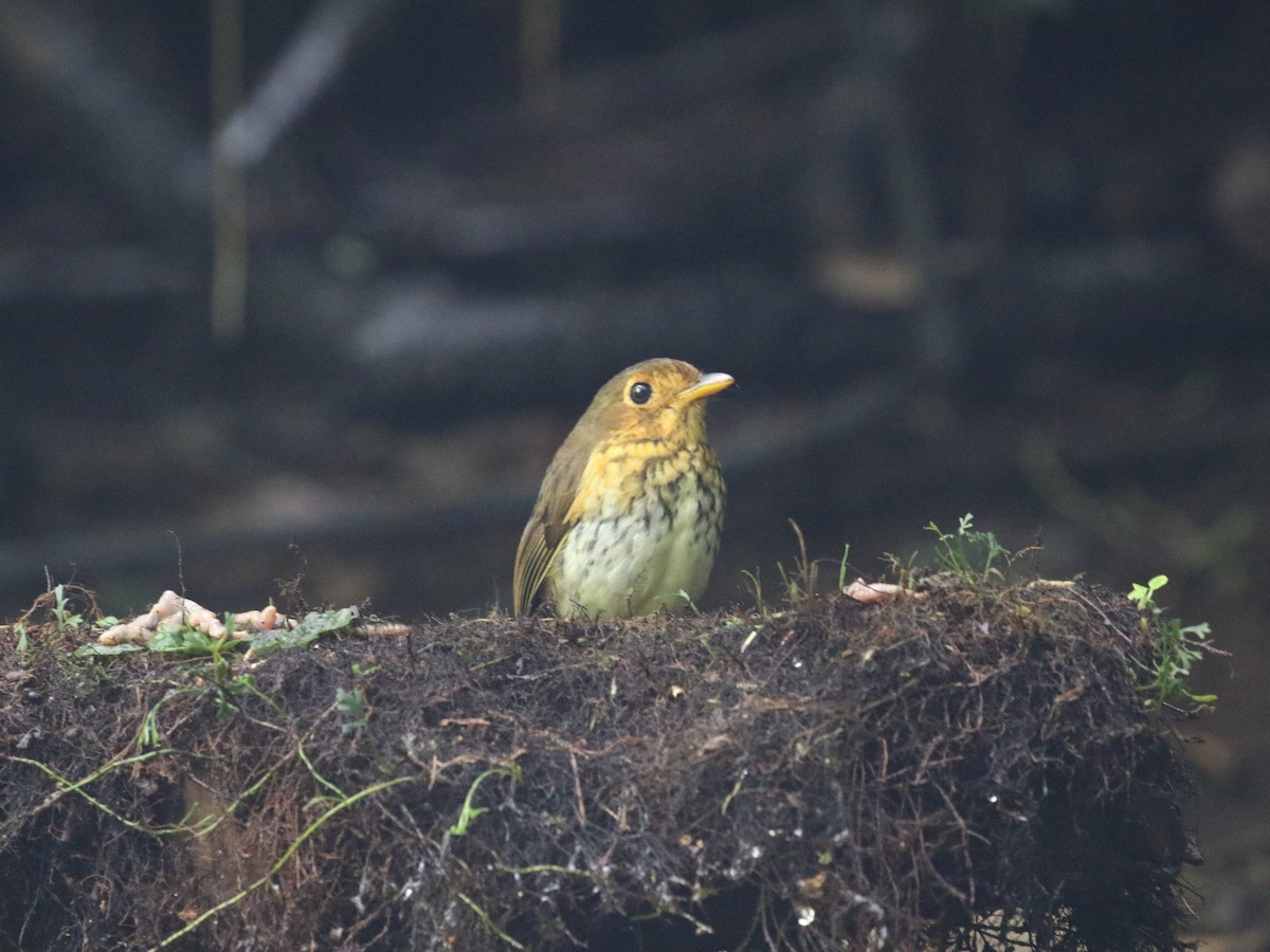 Ochre-breasted Antpitta - Menachem Goldstein