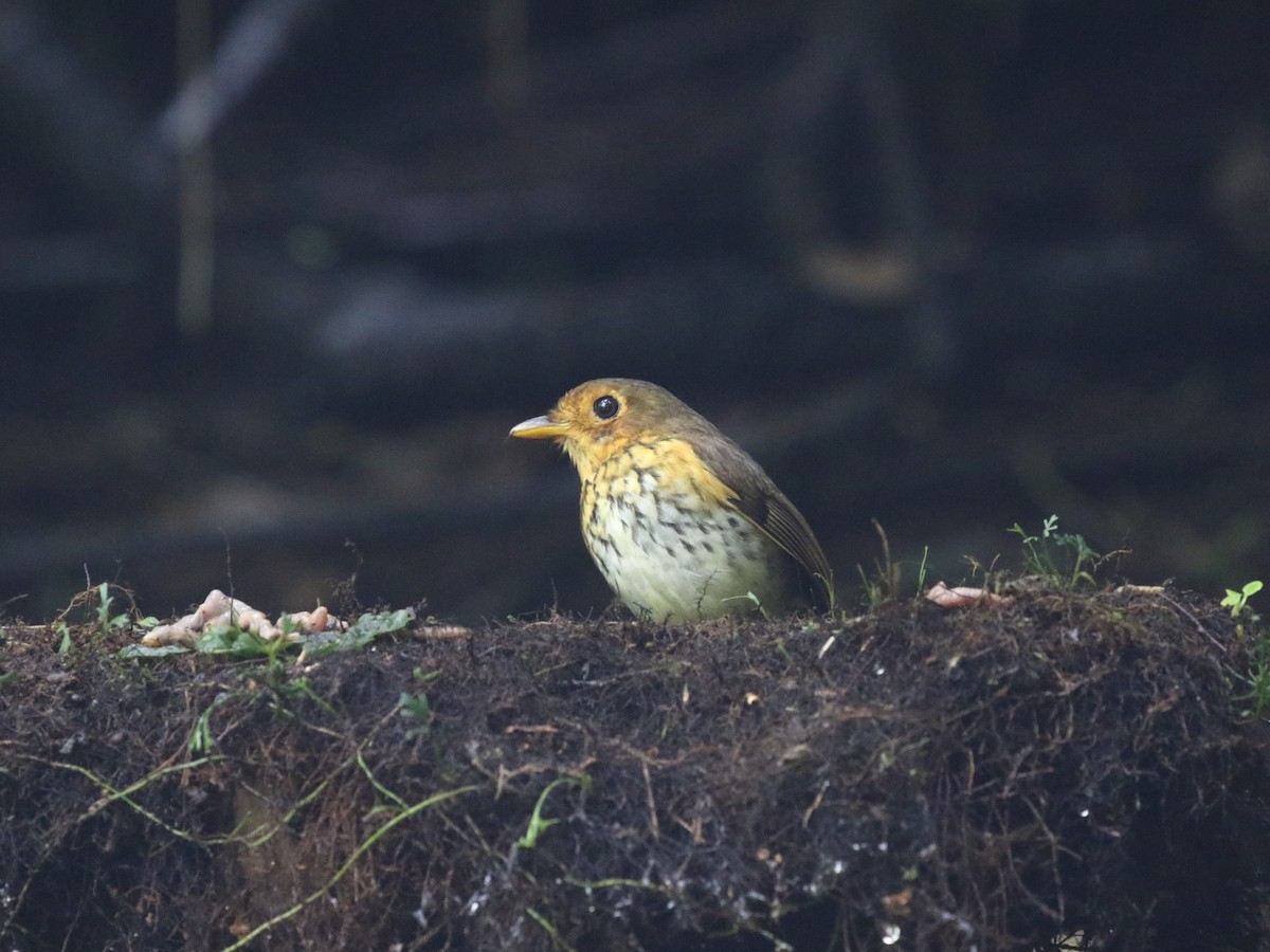 Ochre-breasted Antpitta - ML620823465