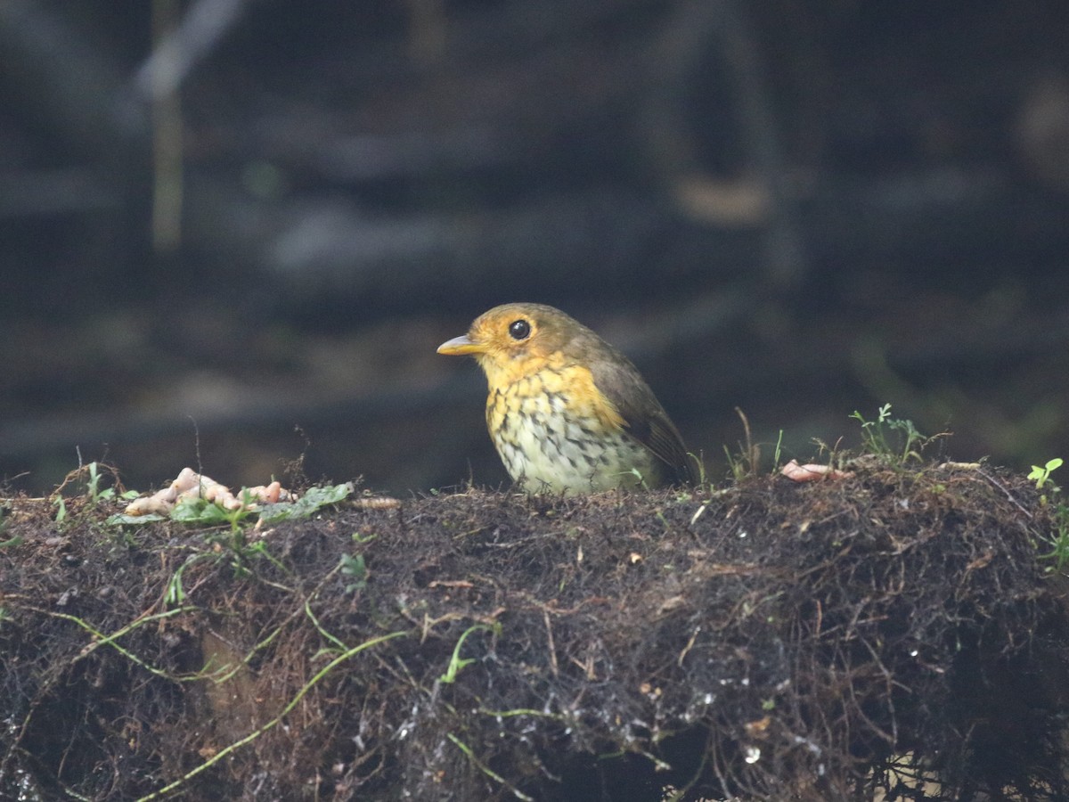 Ochre-breasted Antpitta - ML620823466