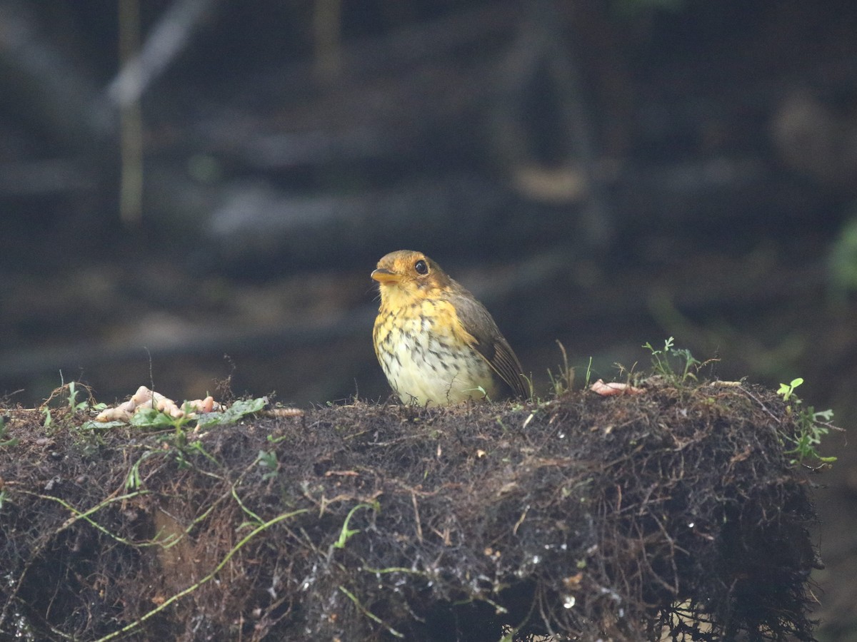 Ochre-breasted Antpitta - Menachem Goldstein