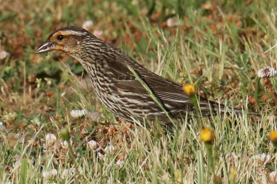 Red-winged Blackbird - ML620823469