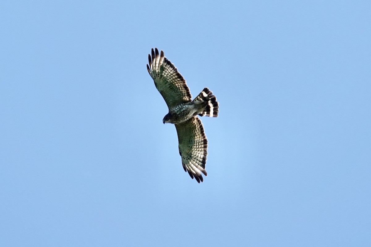 Broad-winged Hawk - ML620823471