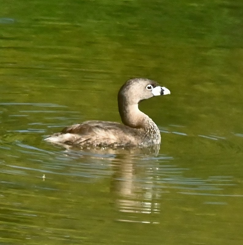 Grèbe à bec bigarré - ML620823476