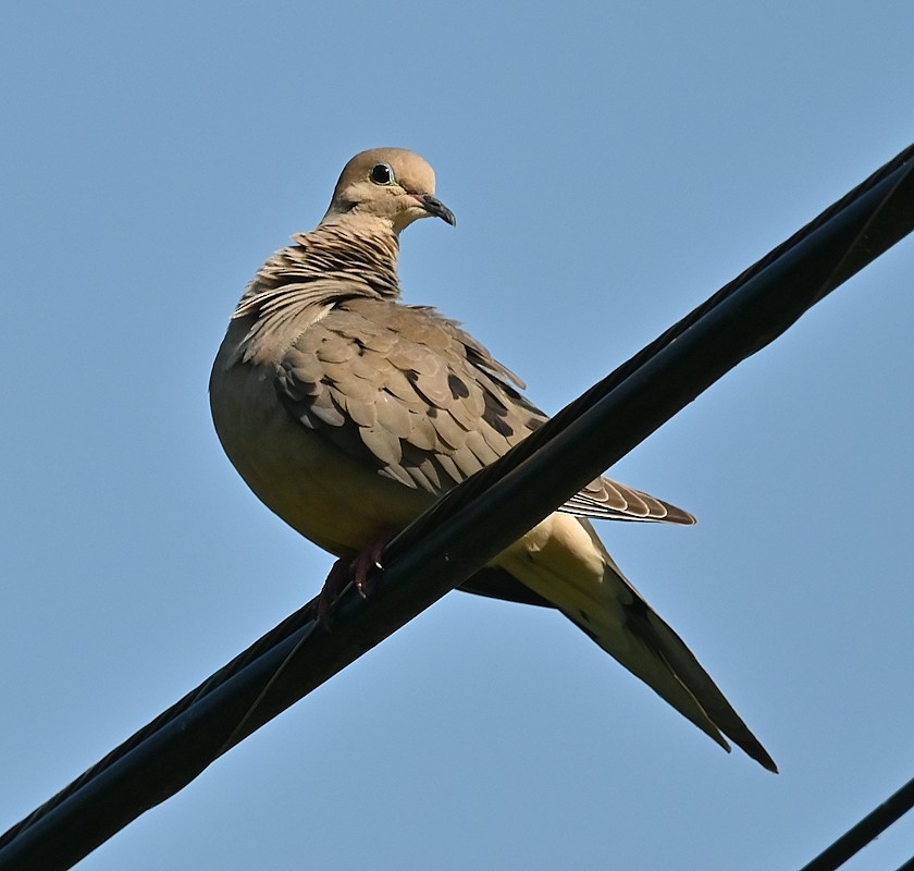 Mourning Dove - Regis Fortin