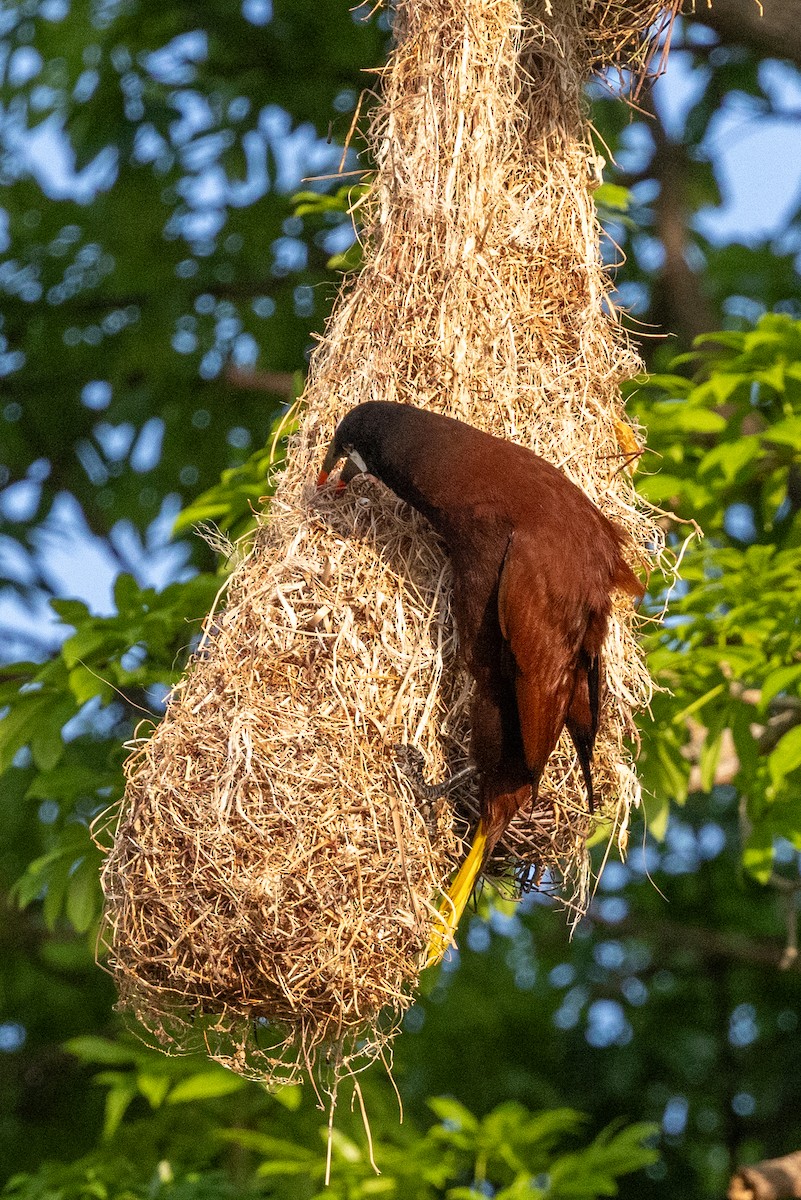 Montezuma Oropendola - ML620823486