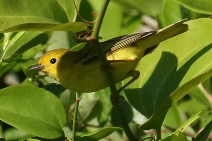 Yellow Warbler - ML620823492