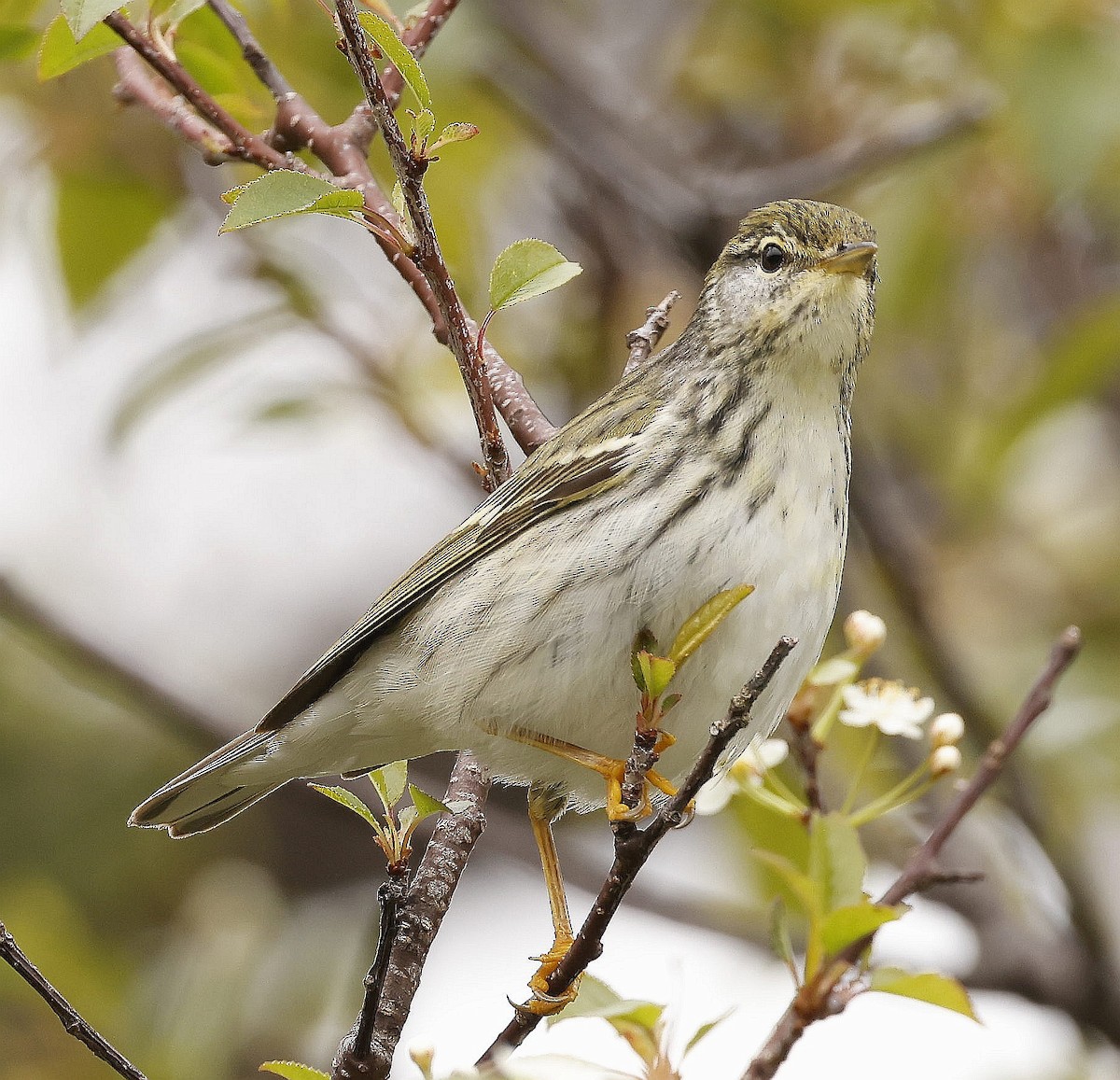 Blackpoll Warbler - Charles Fitzpatrick