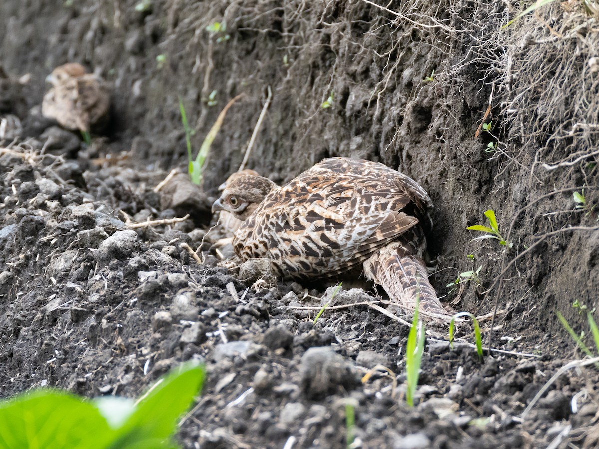 Green Pheasant - Hiroyuki Tamura