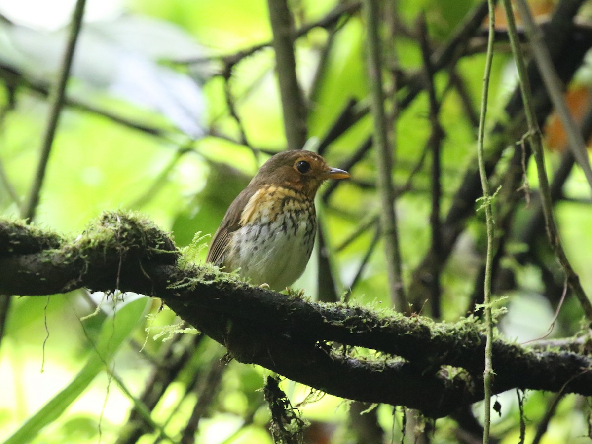 Ochre-breasted Antpitta - ML620823499