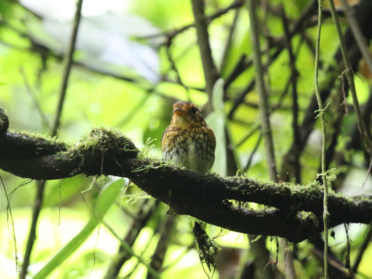 Ochre-breasted Antpitta - Menachem Goldstein