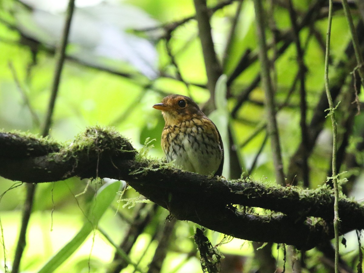 Ochre-breasted Antpitta - ML620823501