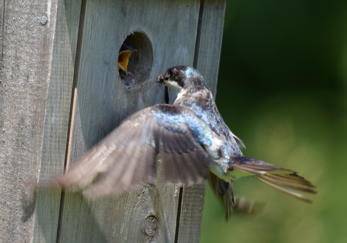 Tree Swallow - ML620823502