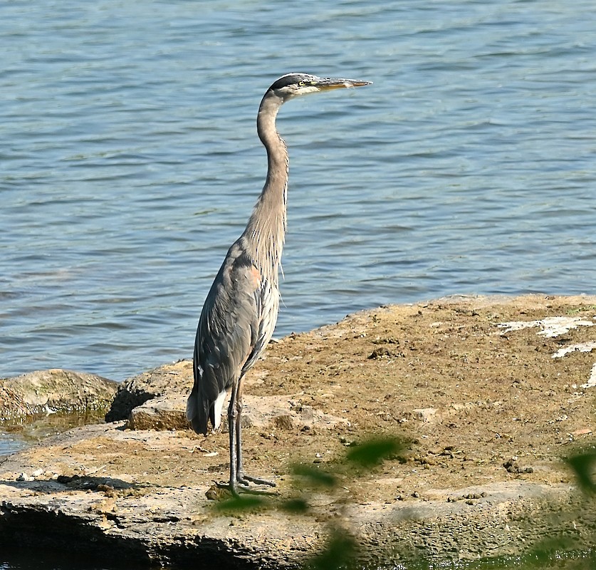 Great Blue Heron - ML620823503