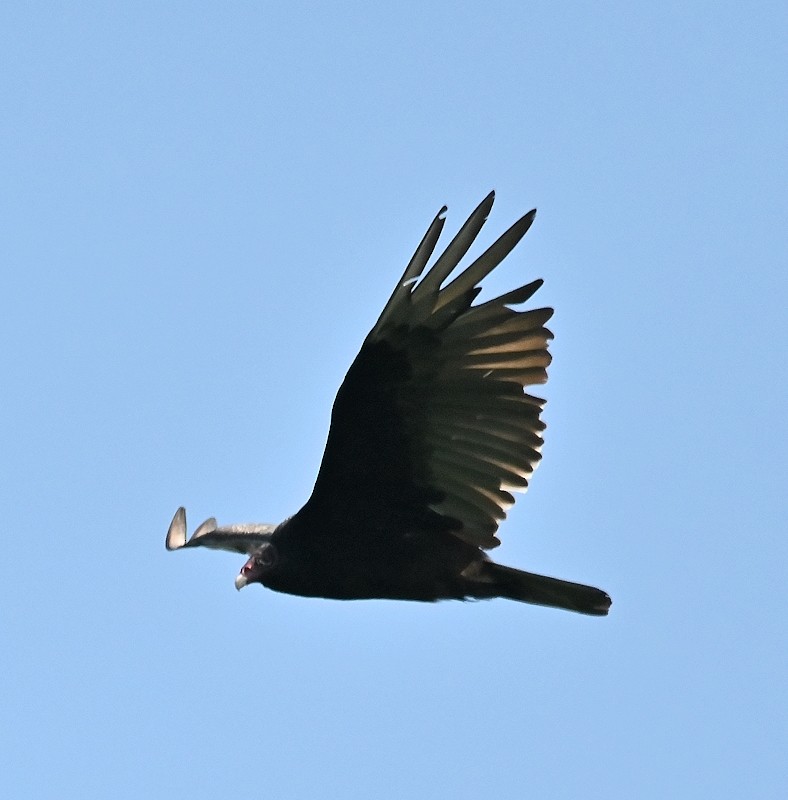 Turkey Vulture - ML620823505