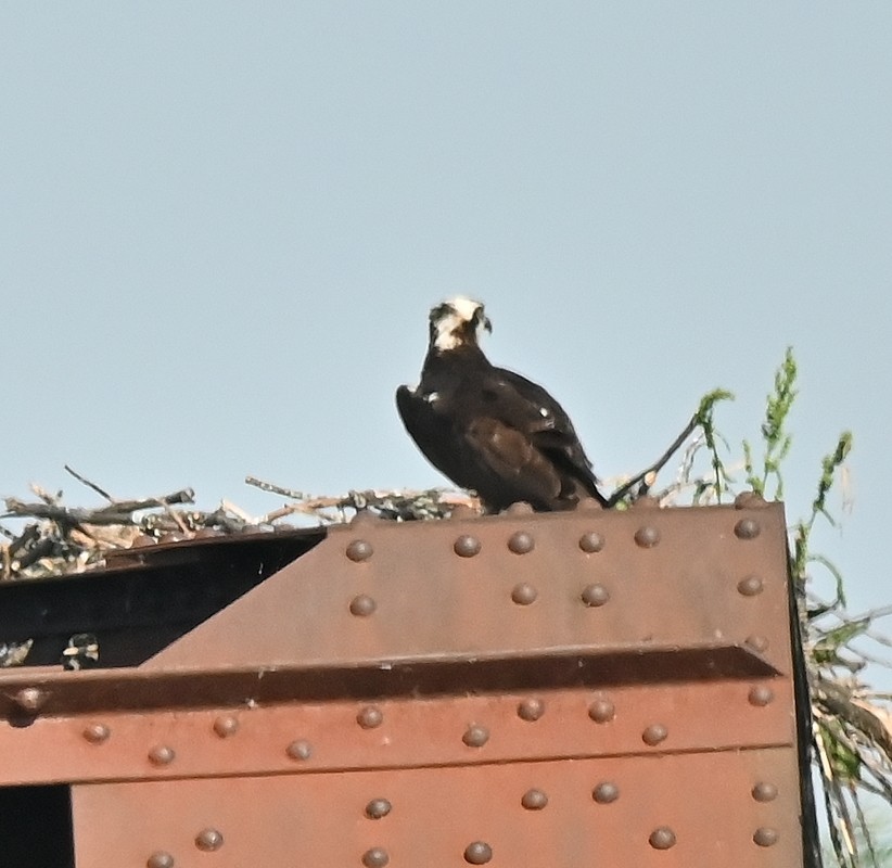 Osprey - Regis Fortin