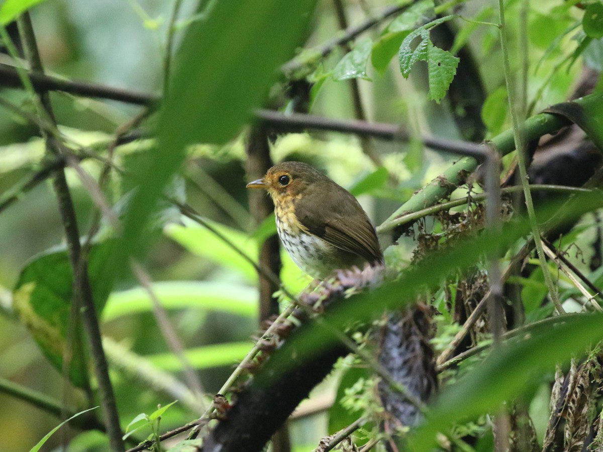 Ochre-breasted Antpitta - ML620823508