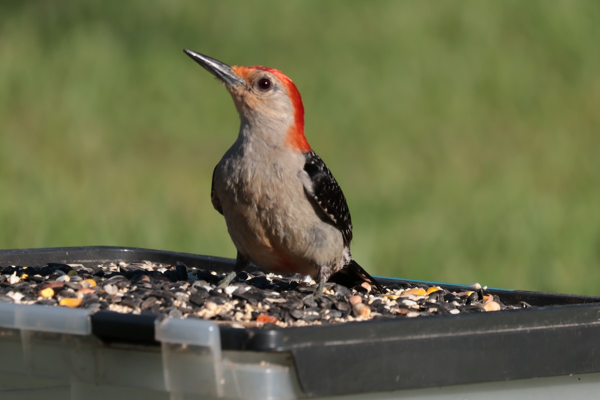 Red-bellied Woodpecker - ML620823509
