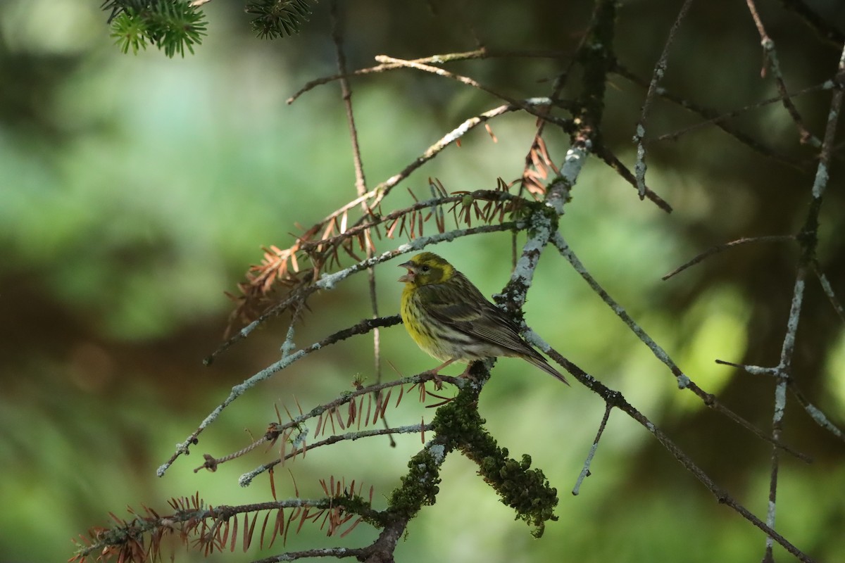 European Serin - ML620823515