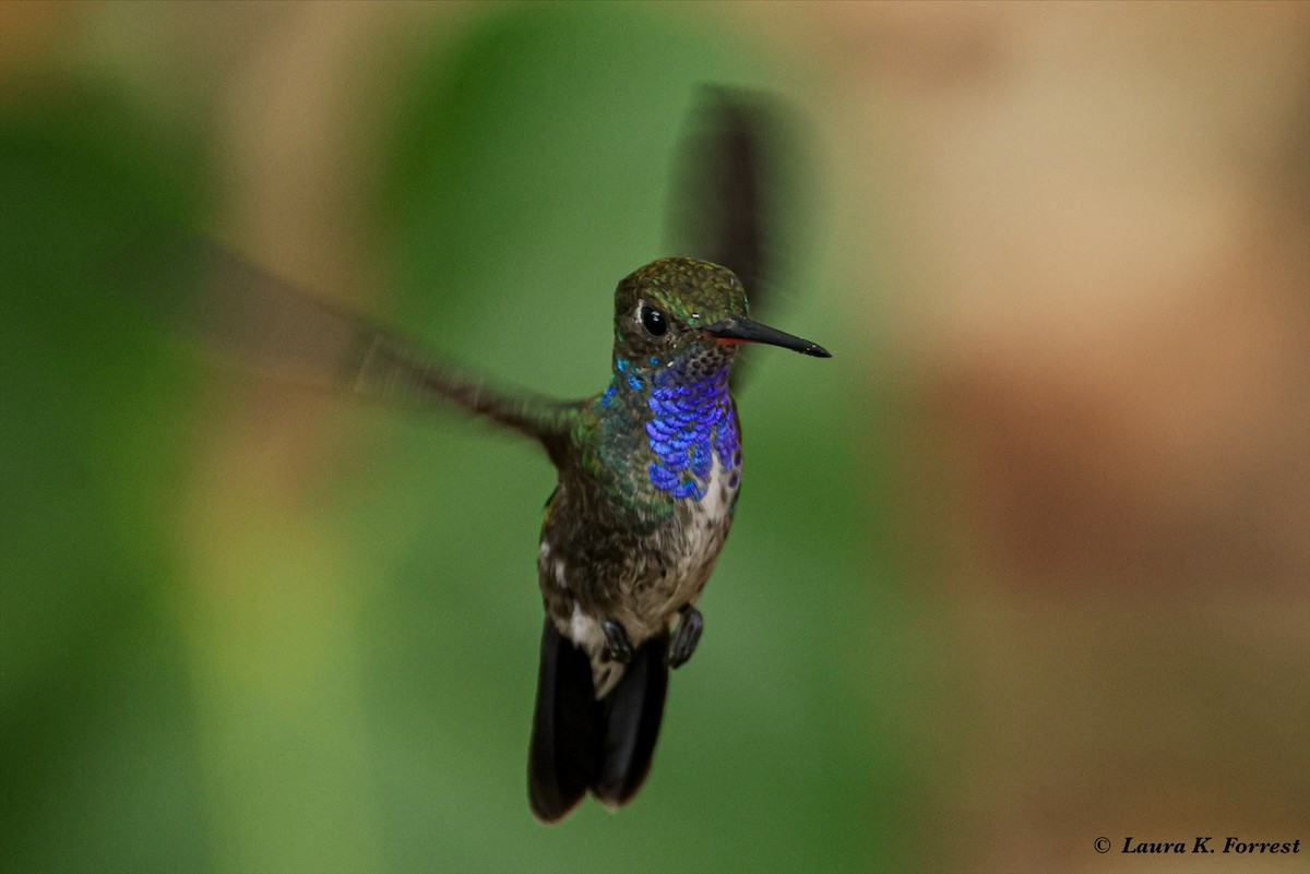 Sapphire-spangled Emerald - Laura Forrest