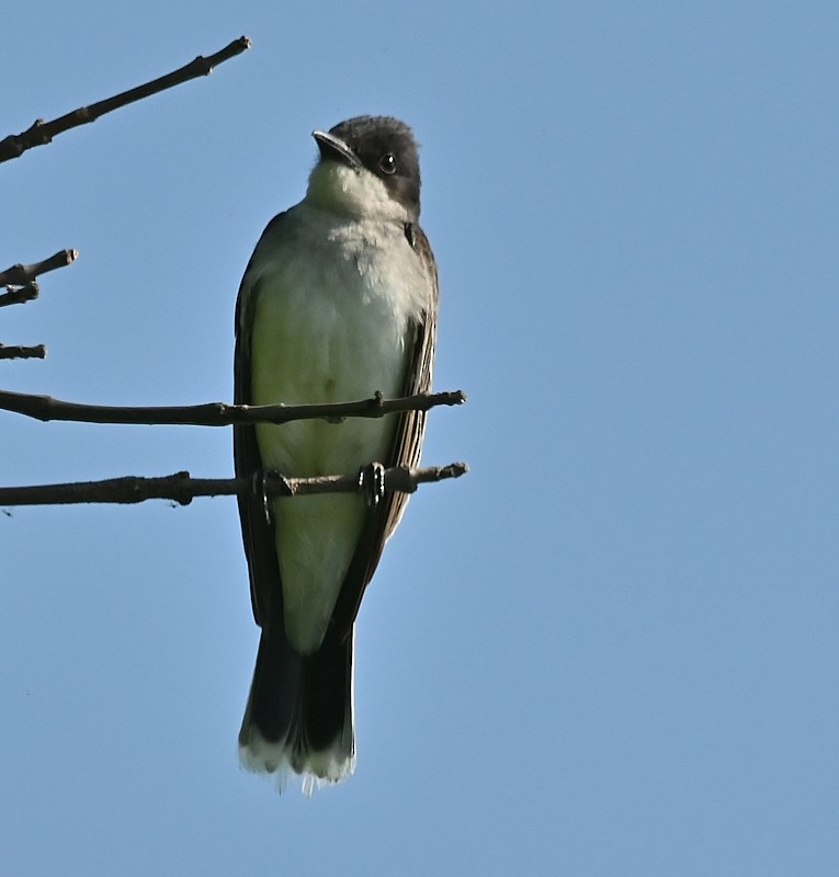 Eastern Kingbird - ML620823518