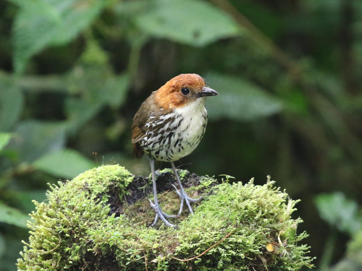 Chestnut-crowned Antpitta - ML620823522