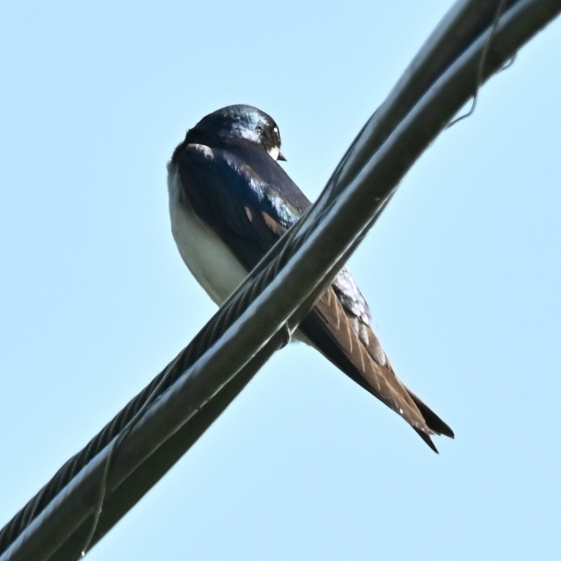 Tree Swallow - ML620823525