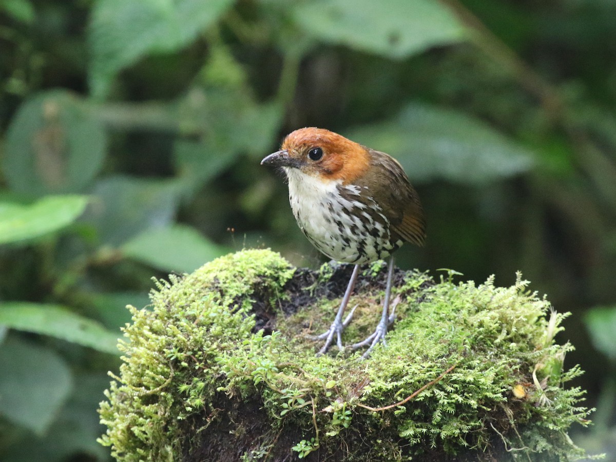 Chestnut-crowned Antpitta - ML620823529