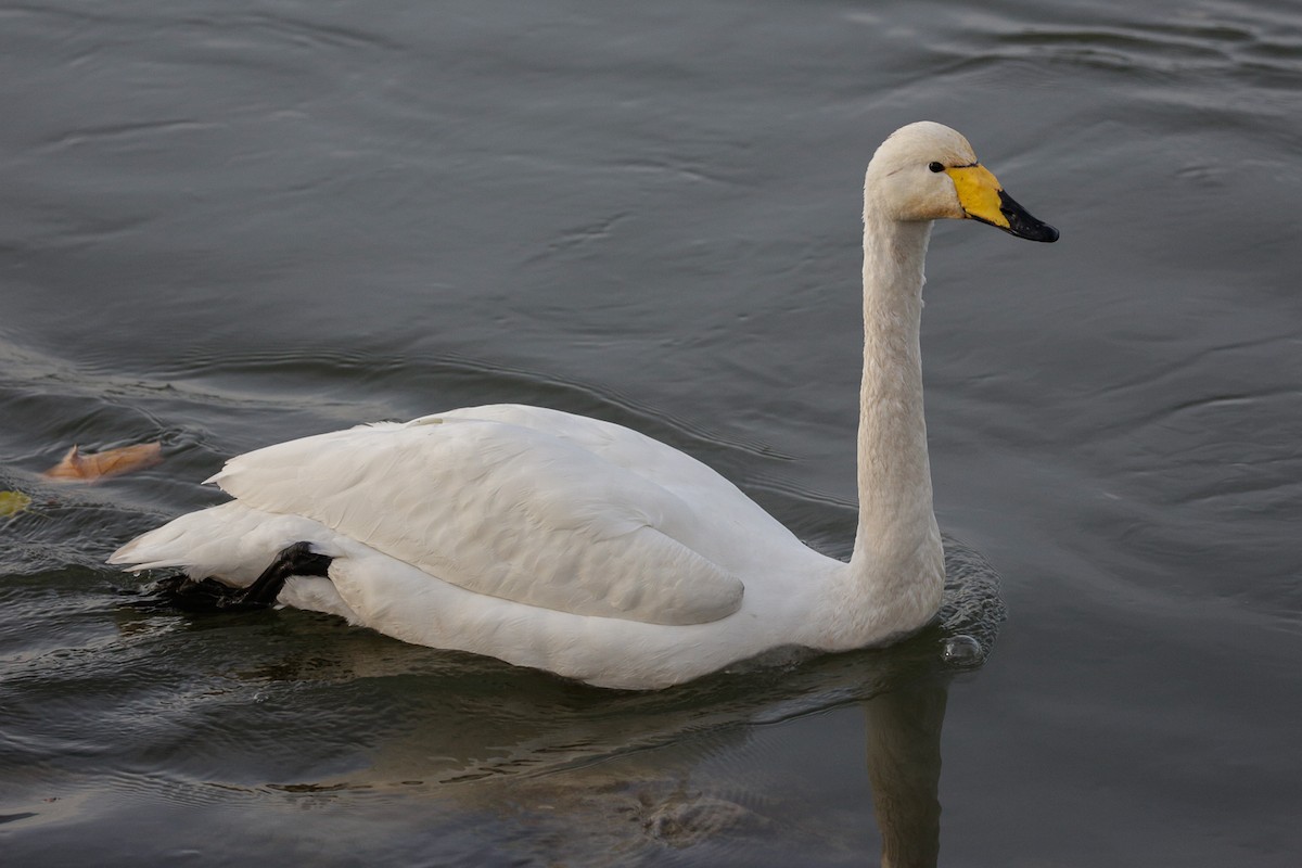Whooper Swan - ML620823530