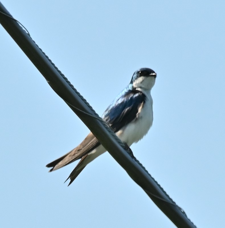 Tree Swallow - ML620823532