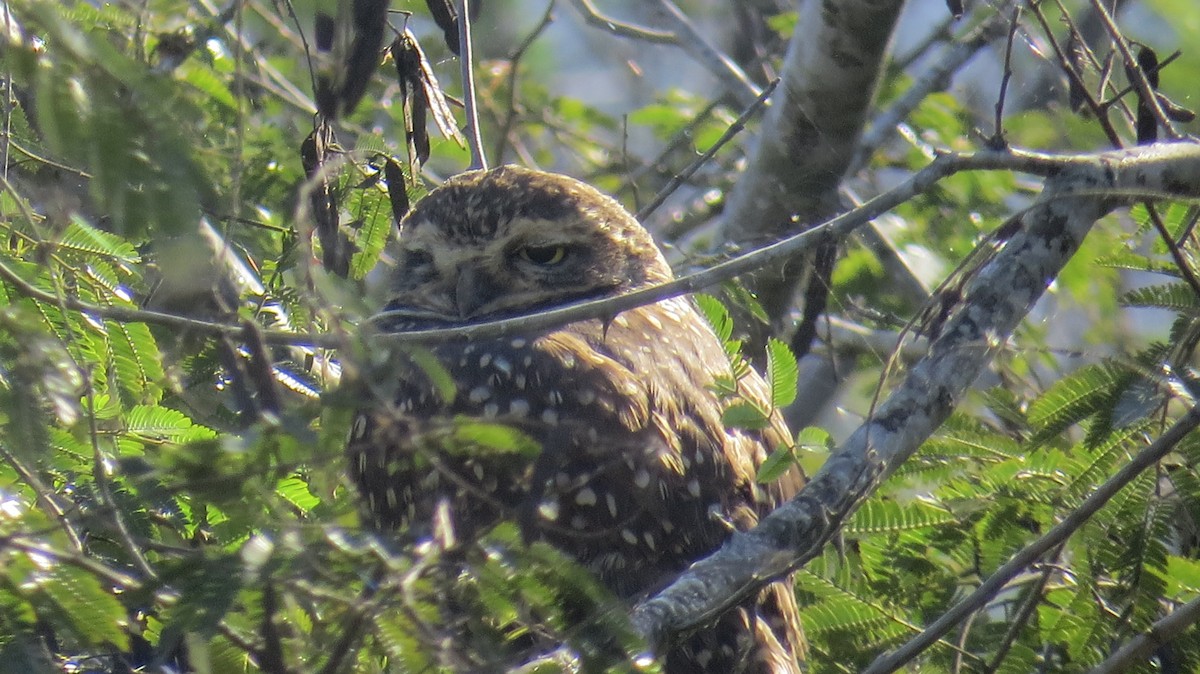 Burrowing Owl - ML620823535