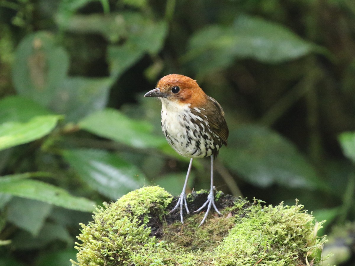 Chestnut-crowned Antpitta - ML620823544