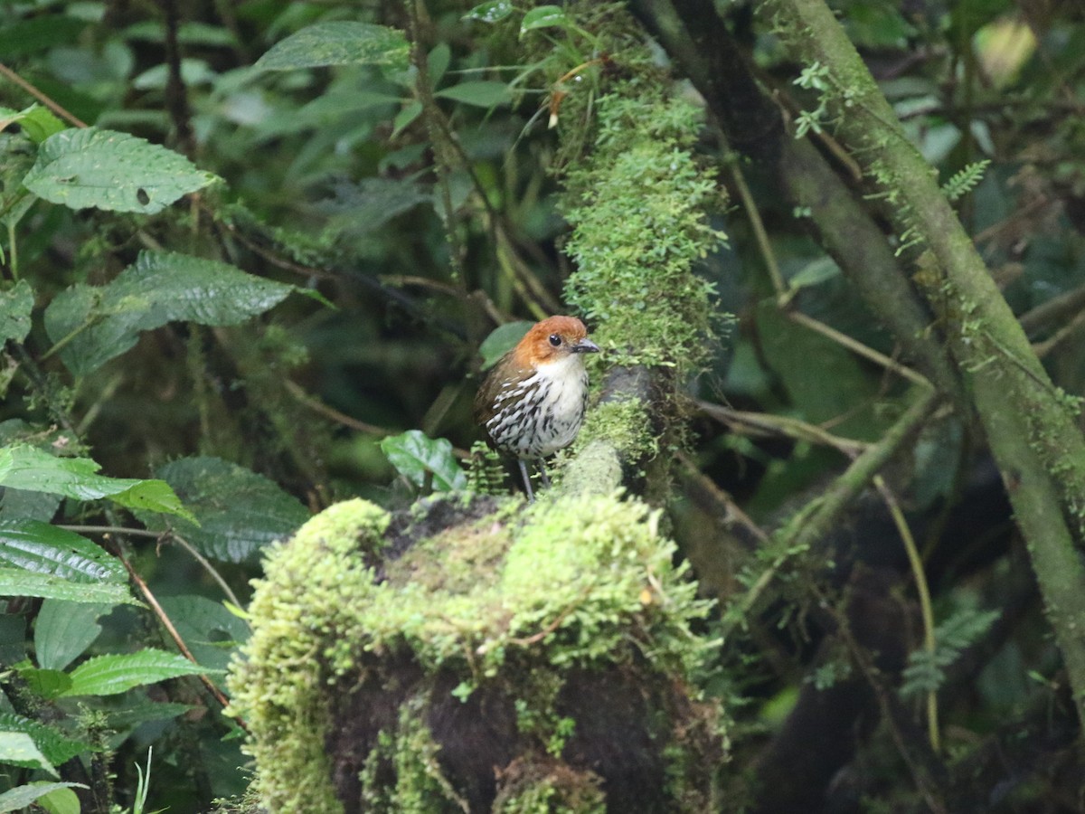 Chestnut-crowned Antpitta - ML620823545