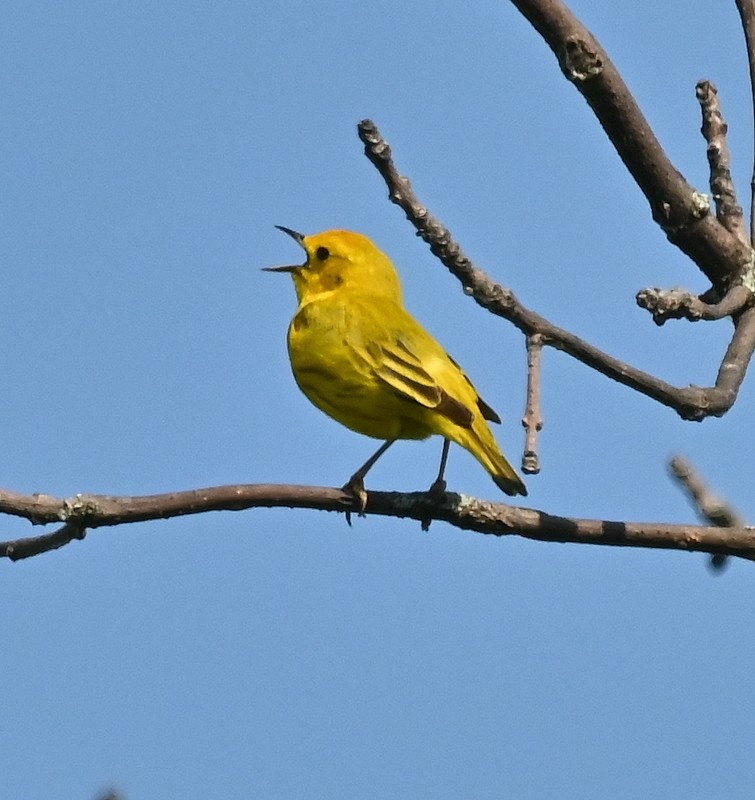 Yellow Warbler - ML620823546