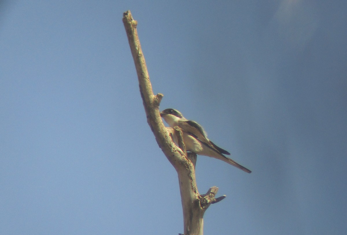 Lesser Gray Shrike - ML620823550