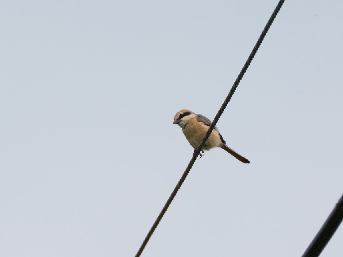 Bull-headed Shrike - ML620823551