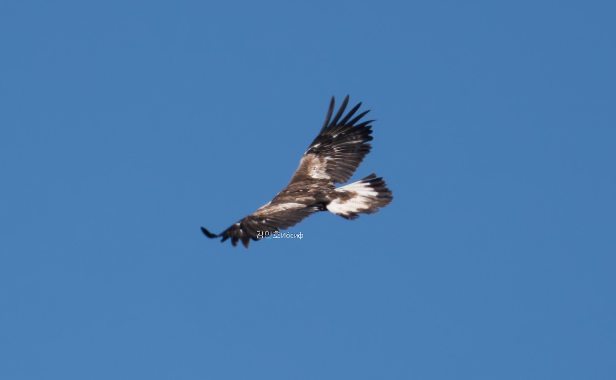 Águila Real - ML620823552