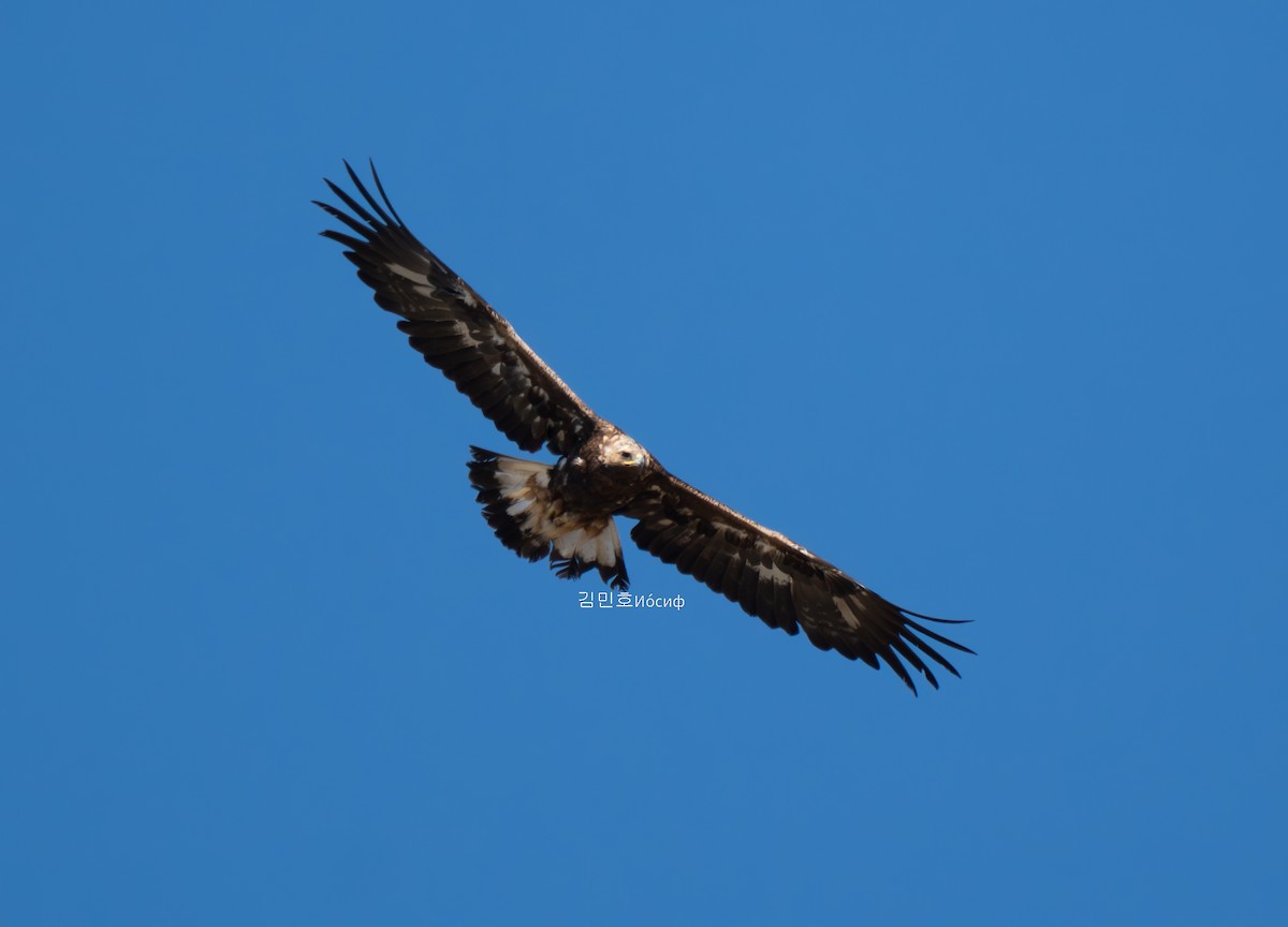 Golden Eagle - ML620823553