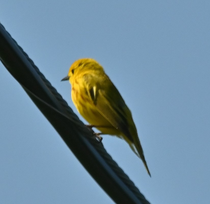 Yellow Warbler - ML620823554