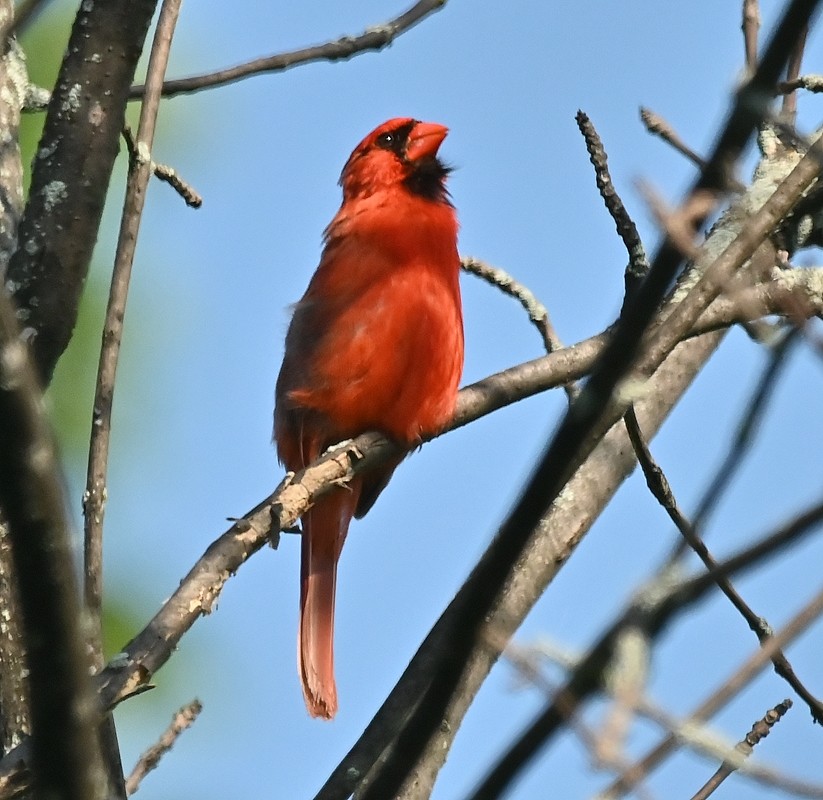 Northern Cardinal - ML620823557