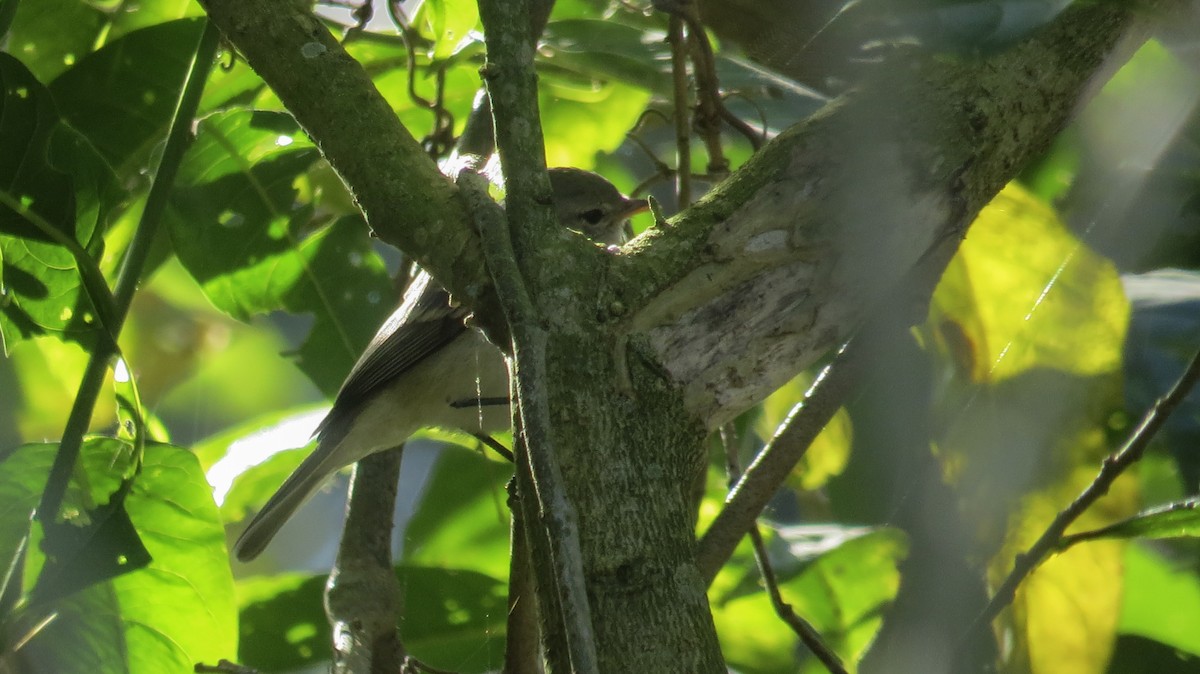 Southern Beardless-Tyrannulet - ML620823559