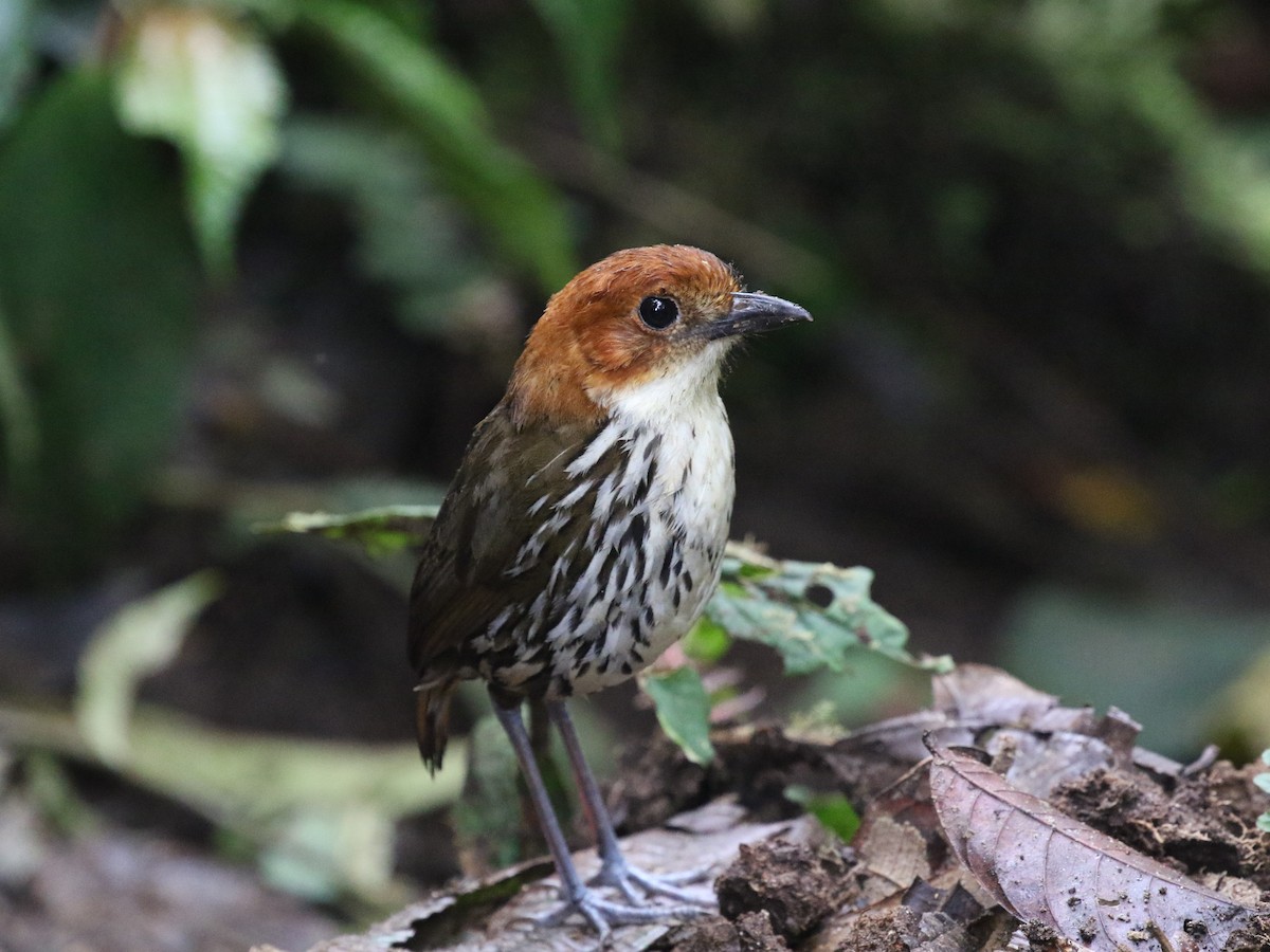 Chestnut-crowned Antpitta - ML620823563