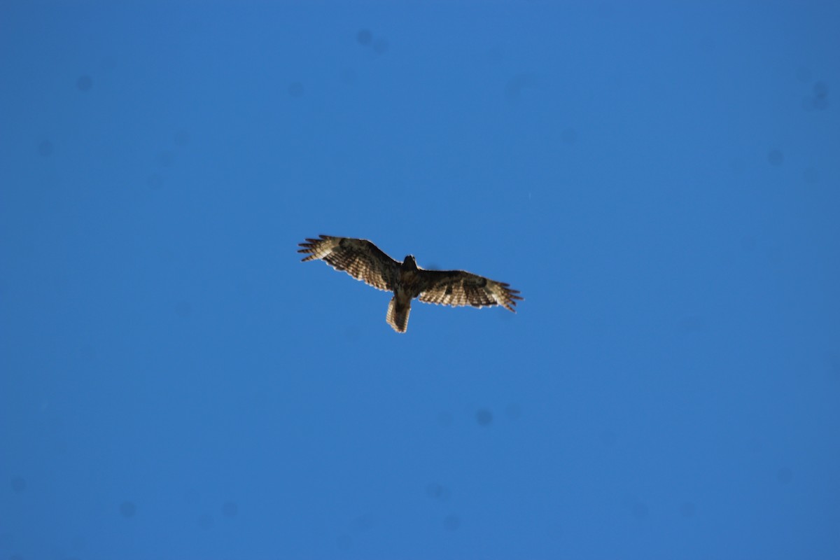 Red-tailed Hawk - Archer Silverman