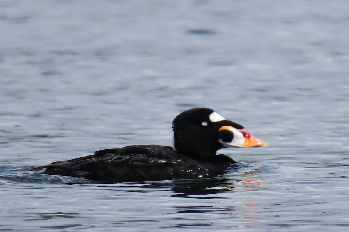 Surf Scoter - ML620823568