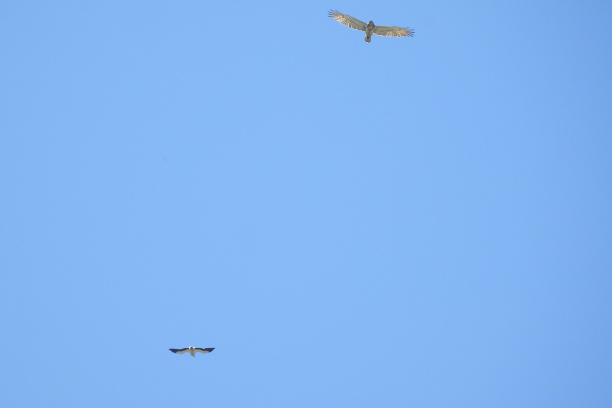 Egyptian Vulture - ML620823571