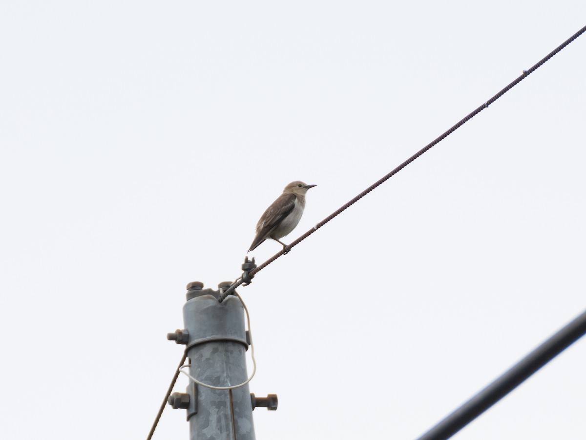 Chestnut-cheeked Starling - ML620823572