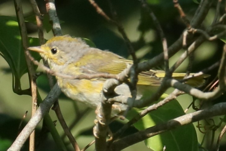 Yellow Warbler - ML620823575